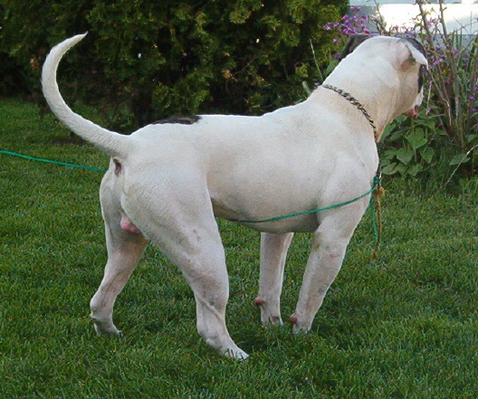 american bulldog johnson type. Panda American Bulldog